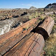 Versteend hout in de badlands van het Painted Desert and Petrified Forest National Park, Arizona, VS
